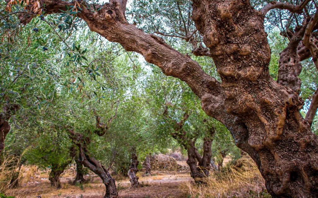 Ελαιώνας με παλαιά ελαιόδεντρα στη λακωνική γη.